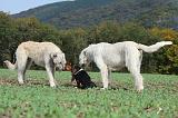 IRISH WOLFHOUND & BASSET HOUND 056
